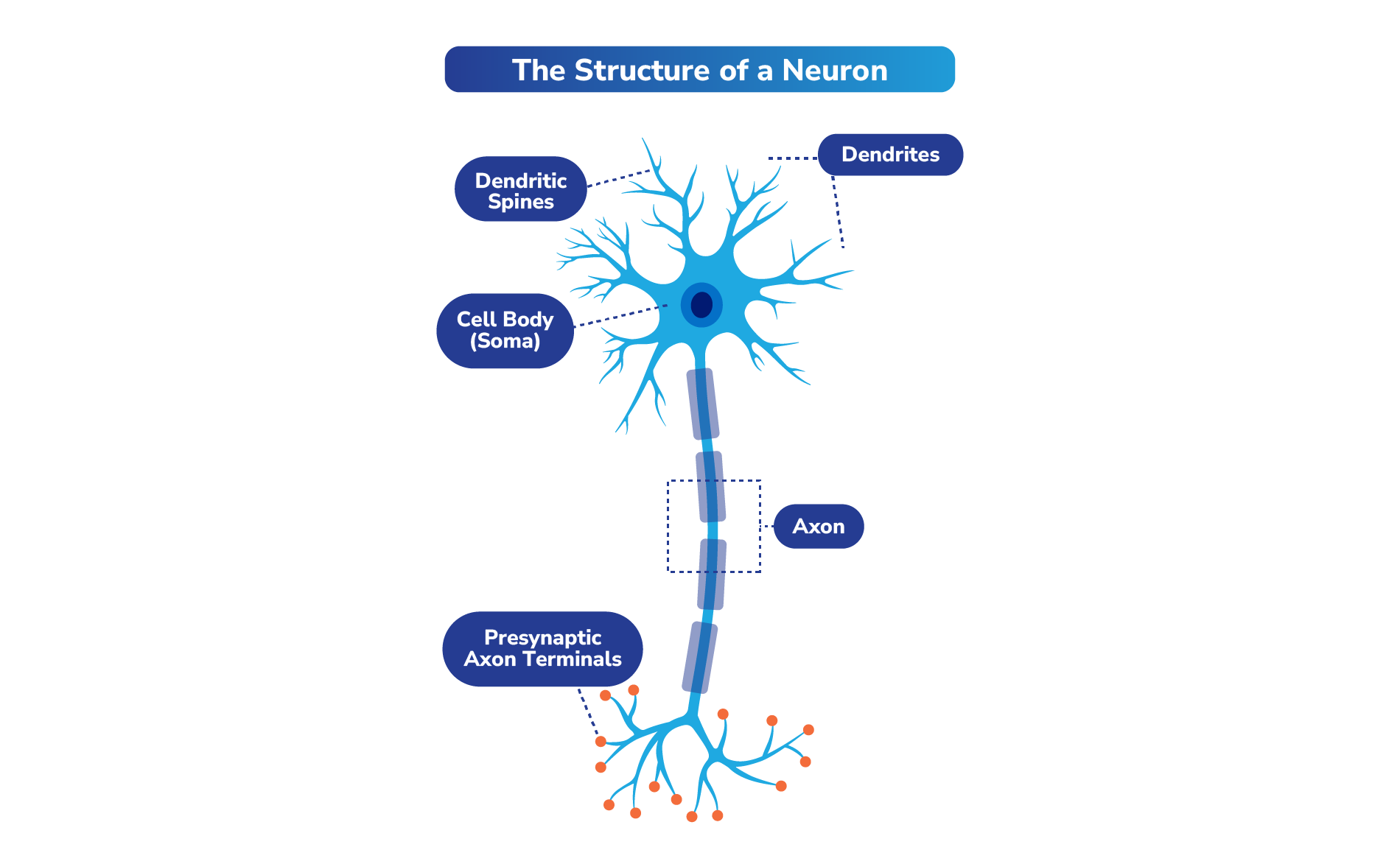 Structure of a neuron
