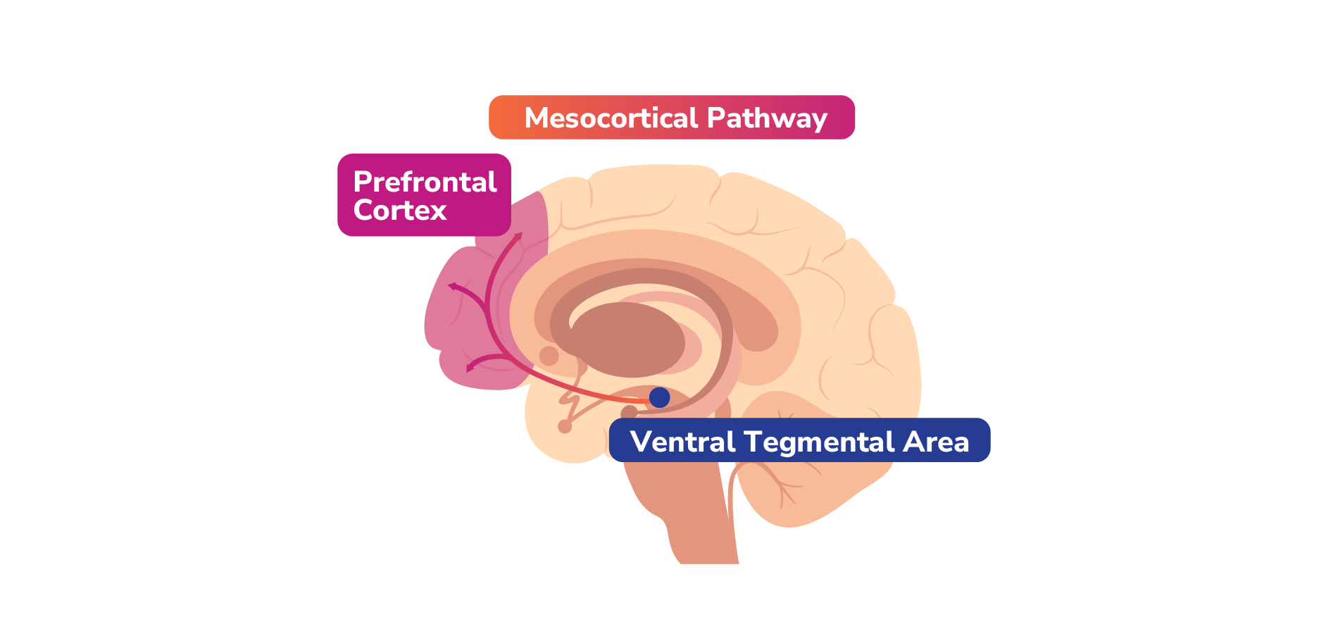 Mesocortical pathway