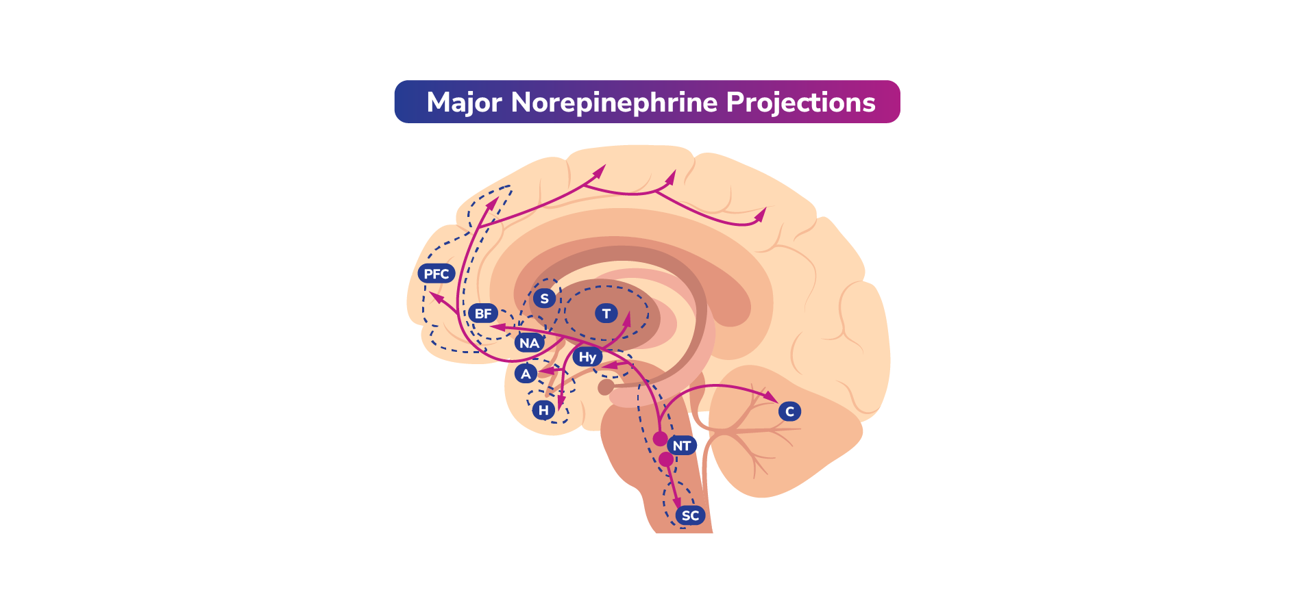 Norepinephrine projections
