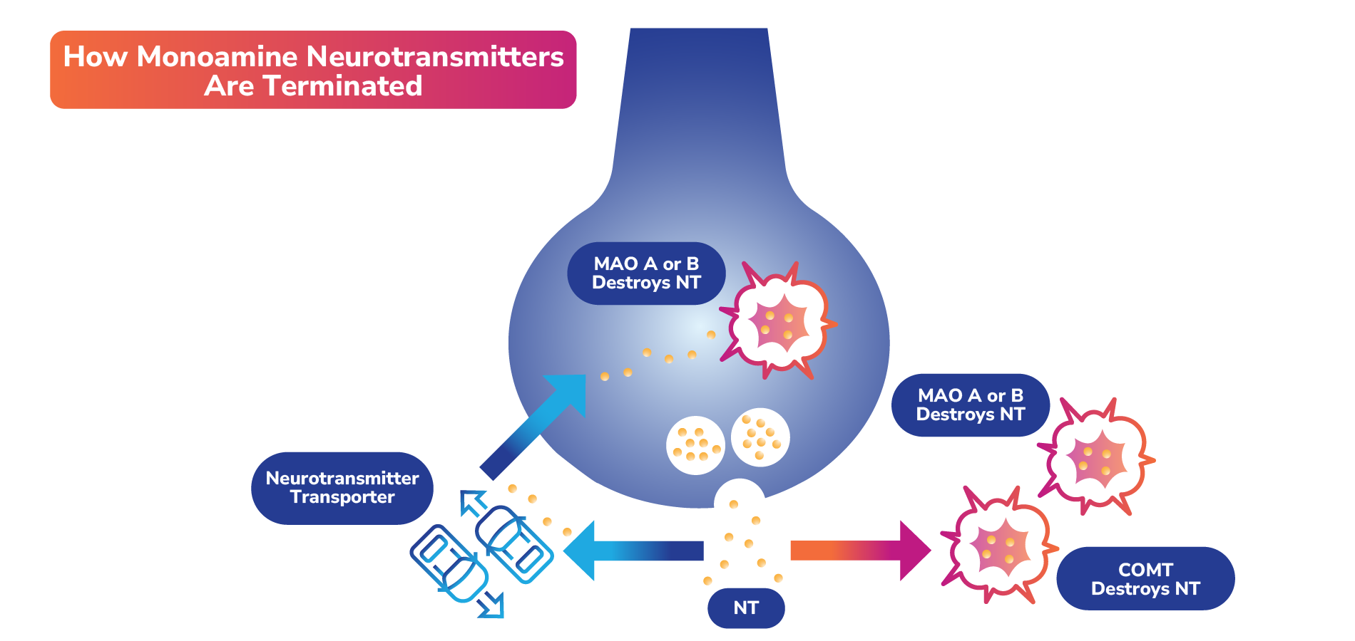 Monoamine reuptake mechanisms