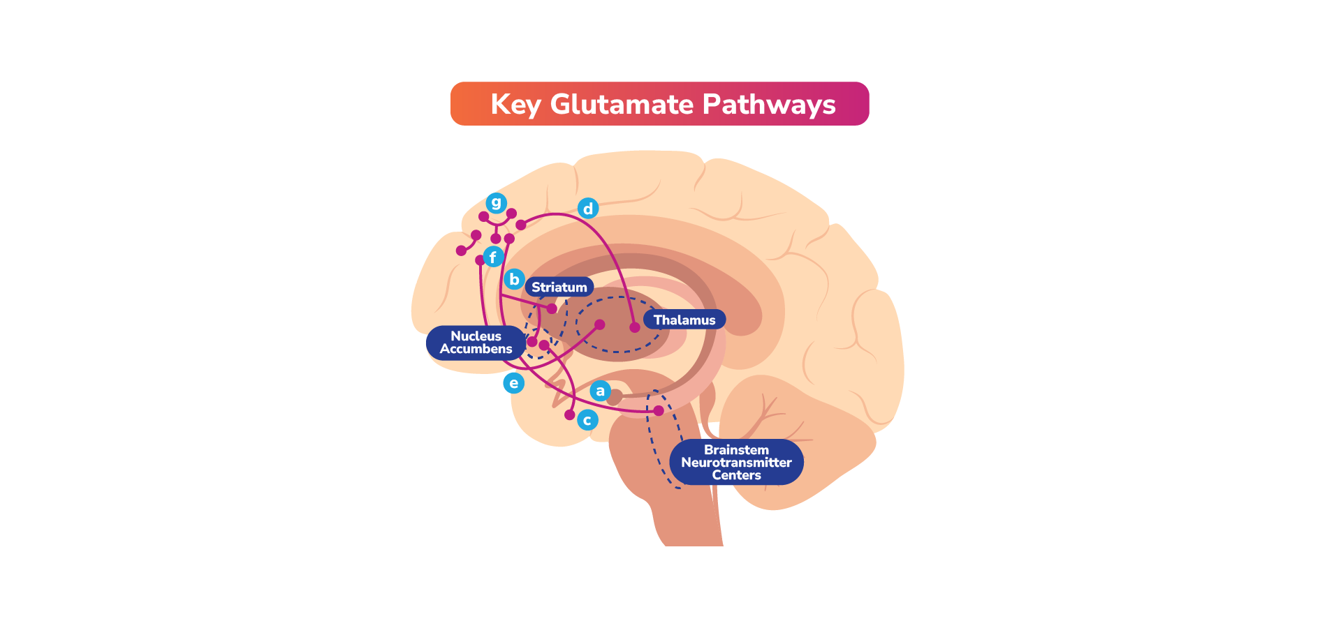 Glutamate pathways